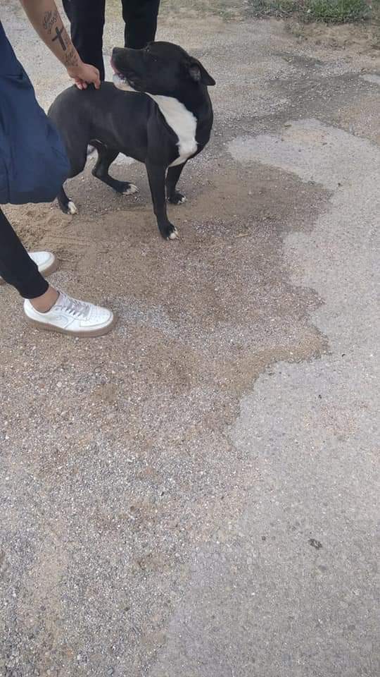 SilviaMylo's tweet photo. El cachorro abandonado a pie de carretera por Chiclana, Cádiz, ha conseguido una buena familia de acogida que posiblemente le dé un hogar, le adopte ‼️
Crucemos los dedos 🤞 🍀
Pero bien ‼️
Gracias a tod@s ‼️
♥️ ♥️ ♥️ ♥️ ♥️ ♥️ ♥️ ♥️ https://t.co/NbsHBAqRQX