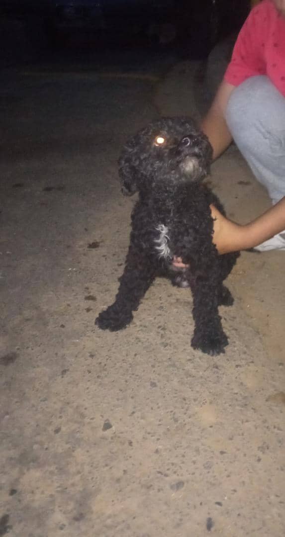 PerroUsuario's tweet photo. #EXTRAVIADO RT @eglesca: #Encontrado anoche en la Calle 2-3 norte de la urbina. Caracas   en el kiosco de Abreu, lo tienen en el colvita a resguardo. No tengo numero de contacto pero en el kiosco informan. Al tenerlo lo paso https://t.co/G1r26IiUti