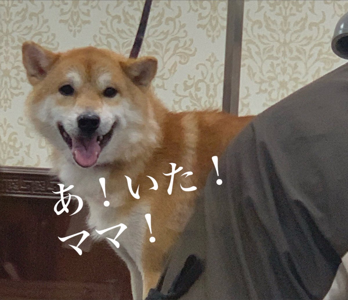chofu0711's tweet photo. 柴犬ホクトのお風呂状況、偵察実施もホクトは視認した。見つけた時のホクトの「パァァ✨」感が半端ない。＃柴犬　#お風呂終了後に必死に首にしがみついてきた柴犬　＃甘柴　＃犬　＃もふもふ　#shibainu #shiba #お風呂後にスヤスヤだった柴犬　＃翌日にはしゃぎすぎて砂まみれになった柴犬 https://t.co/nw2gnXYWBo