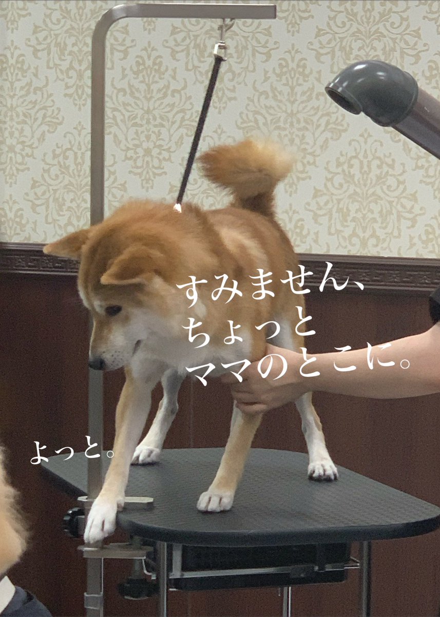 chofu0711's tweet photo. 柴犬ホクトのお風呂状況、偵察実施もホクトは視認した。見つけた時のホクトの「パァァ✨」感が半端ない。＃柴犬　#お風呂終了後に必死に首にしがみついてきた柴犬　＃甘柴　＃犬　＃もふもふ　#shibainu #shiba #お風呂後にスヤスヤだった柴犬　＃翌日にはしゃぎすぎて砂まみれになった柴犬 https://t.co/nw2gnXYWBo