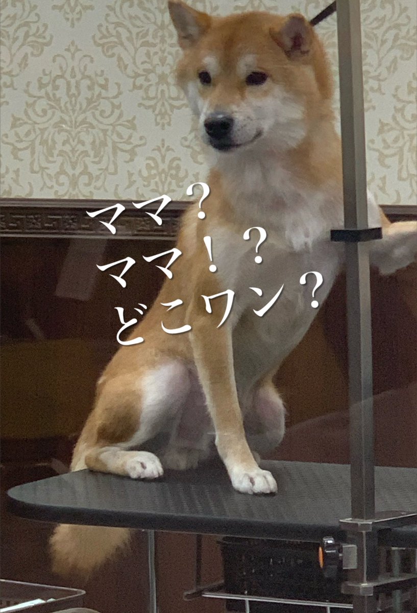 chofu0711's tweet photo. 柴犬ホクトのお風呂状況、偵察実施もホクトは視認した。見つけた時のホクトの「パァァ✨」感が半端ない。＃柴犬　#お風呂終了後に必死に首にしがみついてきた柴犬　＃甘柴　＃犬　＃もふもふ　#shibainu #shiba #お風呂後にスヤスヤだった柴犬　＃翌日にはしゃぎすぎて砂まみれになった柴犬 https://t.co/nw2gnXYWBo