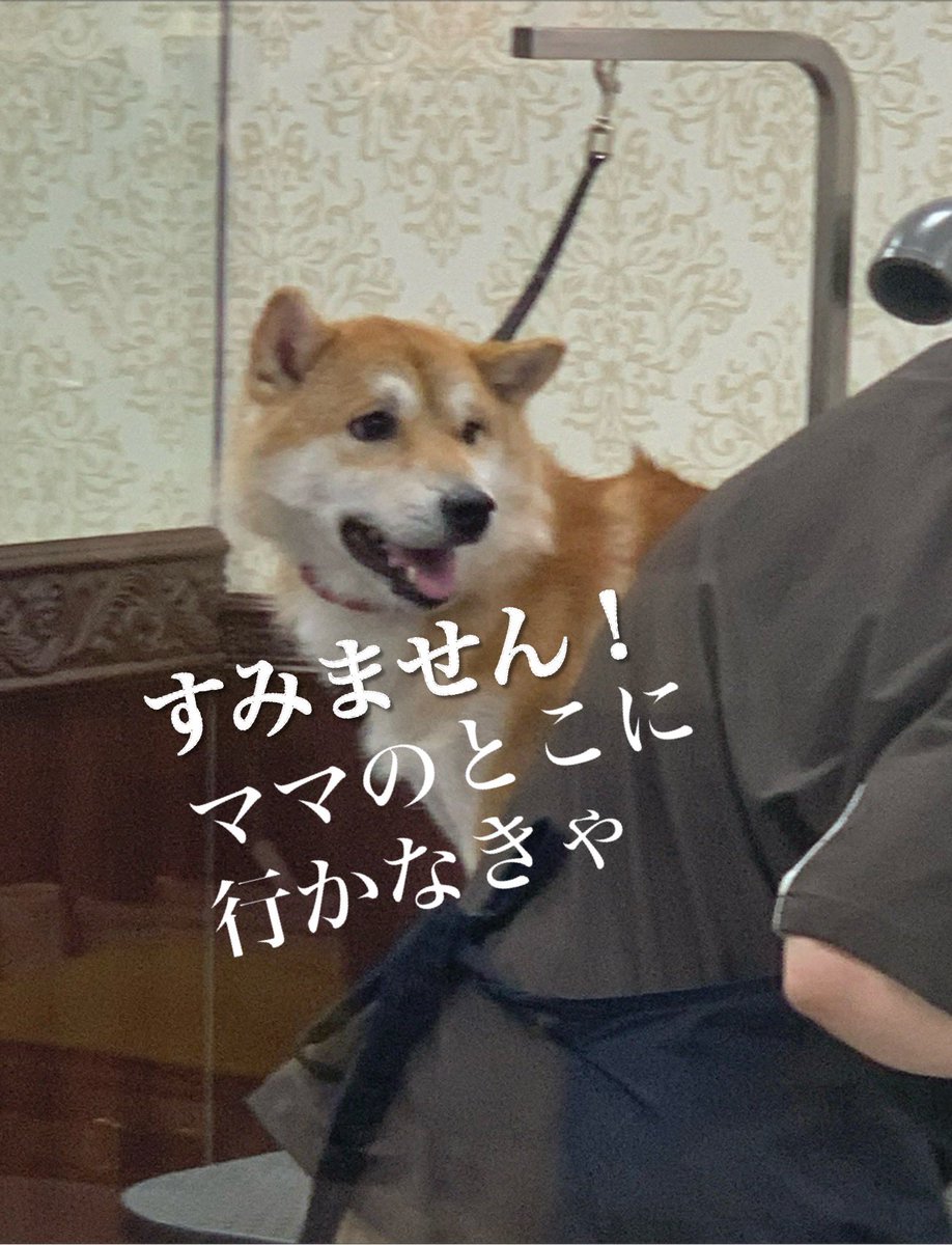 chofu0711's tweet photo. 柴犬ホクトのお風呂状況、偵察実施もホクトは視認した。見つけた時のホクトの「パァァ✨」感が半端ない。＃柴犬　#お風呂終了後に必死に首にしがみついてきた柴犬　＃甘柴　＃犬　＃もふもふ　#shibainu #shiba #お風呂後にスヤスヤだった柴犬　＃翌日にはしゃぎすぎて砂まみれになった柴犬 https://t.co/nw2gnXYWBo