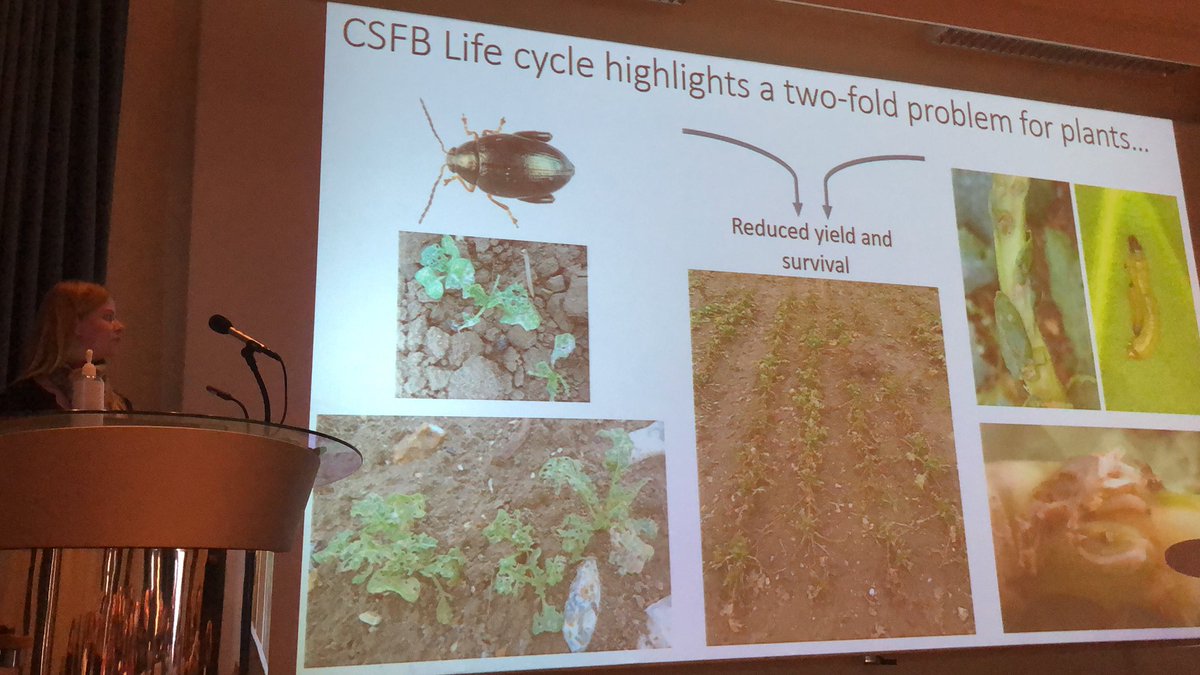 UKBRC's tweet photo. Jessica Hughes @JohnInnesCentre feeding cabbage stem flea beetle for 4 years to identify candidate genes associated with no tasting B. napus lines 🌱🪳 https://t.co/eOzAztQd2P