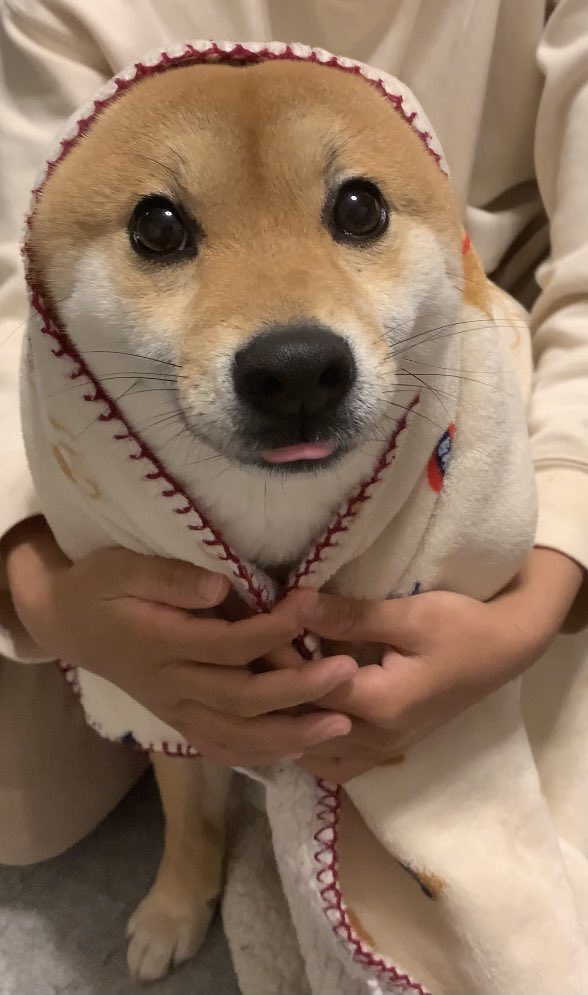 可愛い生き物 Twitter Search Twitter