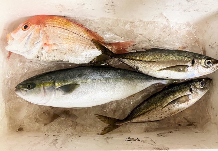 タミズスペース フリーランスのデザイナーが営む小さな企画室 港町ならでは 魚介類のお裾分けで頂いたお魚です 獲れたてのマダイ 特大アジ ハマチの美味しさは格別です 境港 釣り 魚介類イラスト 食材 イラスト タミズスペース Tamisspace