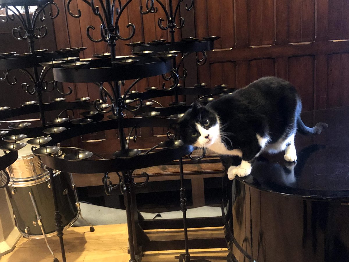 Black and white cat standing on the edge of the lid of a grand piano, head tilted, looking quizzically at the camera