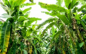 MeNutroo's tweet photo. What Is The ...
https://t.co/xyquBKFEFI

#BackyardGardenIdeas #BackyardGardening #BackyardOrchard #BalancedDiet #BananaCare #Gardening https://t.co/rXNMEBhnxQ