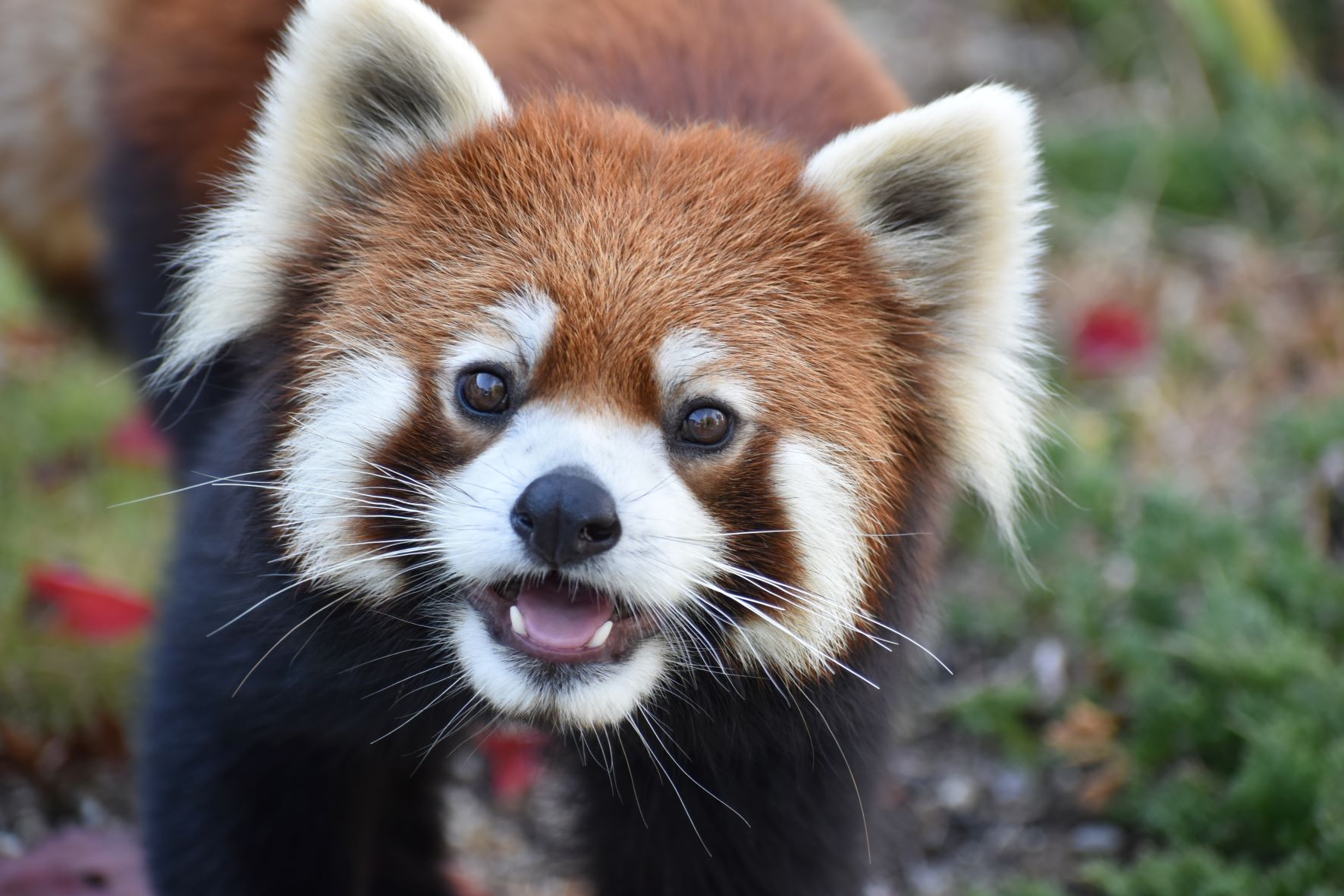 名古屋市東山動植物園 いい顔 いただきました 室内で 美味しそうに竹を食べる動画はこちらから T Co Acqwefsxly 東山動植物園 シセンレッサーパンダ レッサーパンダ 絶滅危惧種 ずん 動物園 名古屋 T Co Tj2etgwvly Twitter