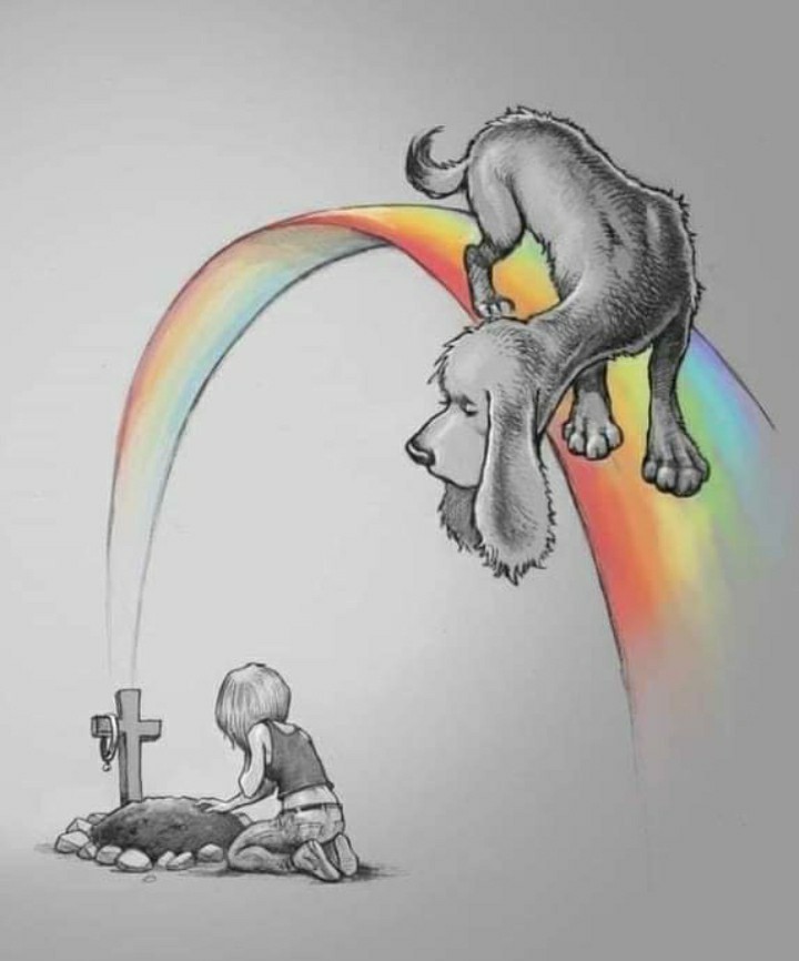 Tetley4463's tweet photo. 1 year today u left my side but not my heart, RIP ❤Tetley ❤xxx https://t.co/Uuj9GskI8i