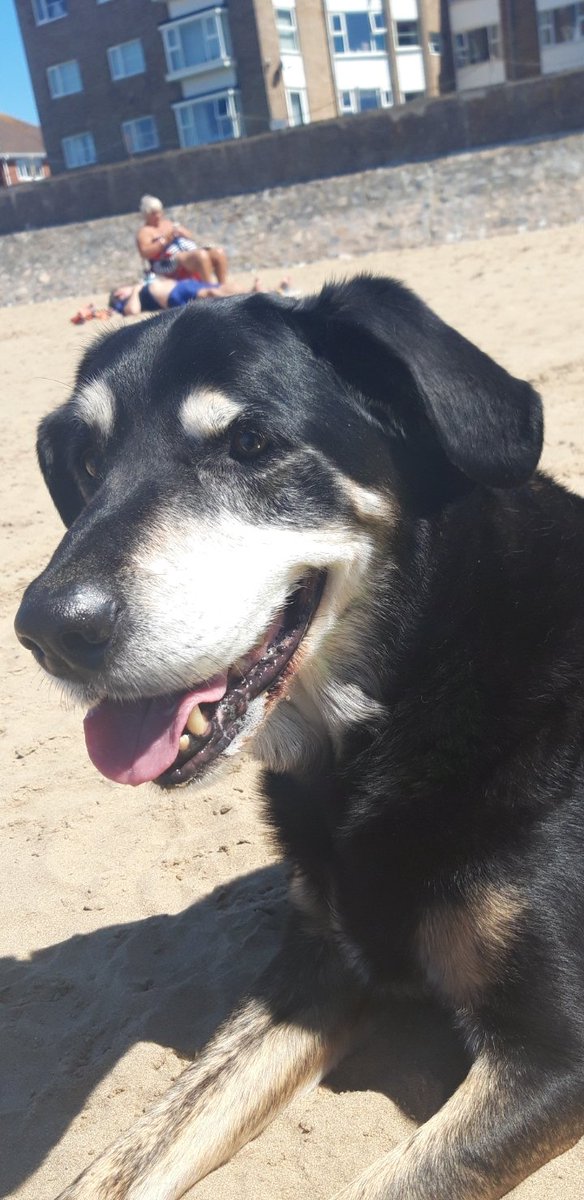 Tetley4463's tweet photo. 1 year today u left my side but not my heart, RIP ❤Tetley ❤xxx https://t.co/Uuj9GskI8i