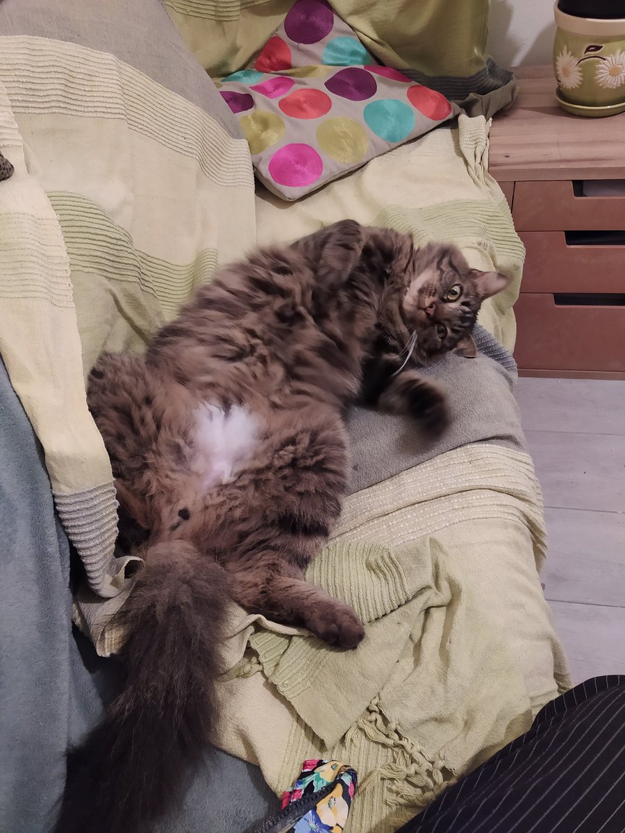 deniau_marie's tweet photo. Help..
Mon Pollux a disparu le 22/11 au matin aux alentours de la place du Théâtre à Caen (14000).
Mâle castré, tigré à poils mi-longs. 
Il n'a pas peur des inconnus et est très sociable.
Merci https://t.co/gbihrW34vC