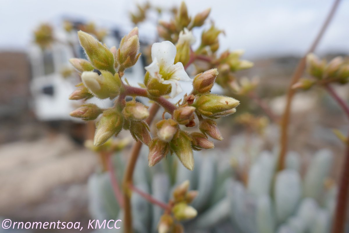 Kalanchoe bitteri (IUCN EN), #Crassulaceae #Saxifragales, #endemic succulent herb to #Madagascar. Grows on inselberg/Rock Face in central highland, #ItremoPA @TeamKMCC