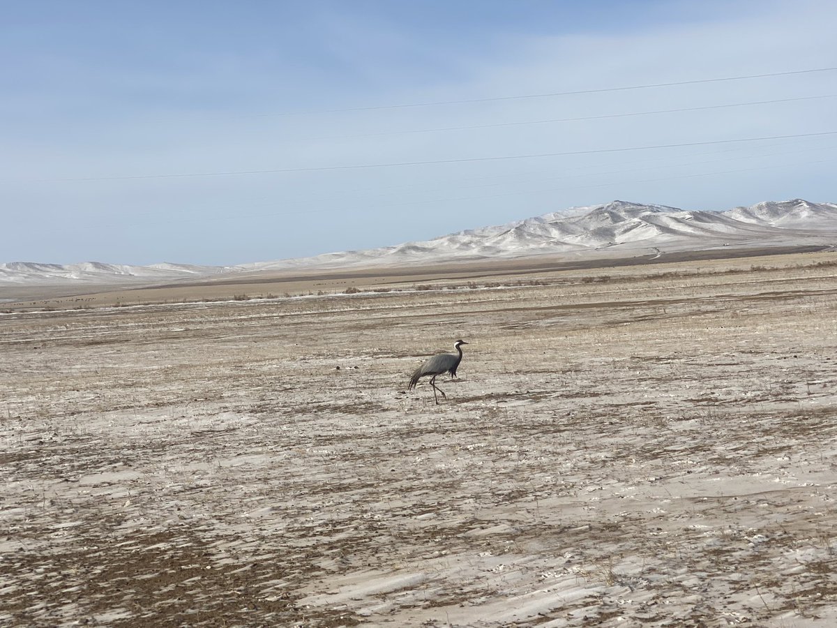 Энүүхэн Төв аймгийн Баянцогтод далавч нь гэмтээд бусдаасаа хоцорсон ганц тогоруу байна. Хажууд усны шувуу тэжээдэг айл бн. Барьж авах гээд барахгүй бгаа гэнэ. Шувуу судлаач нар туслаач!