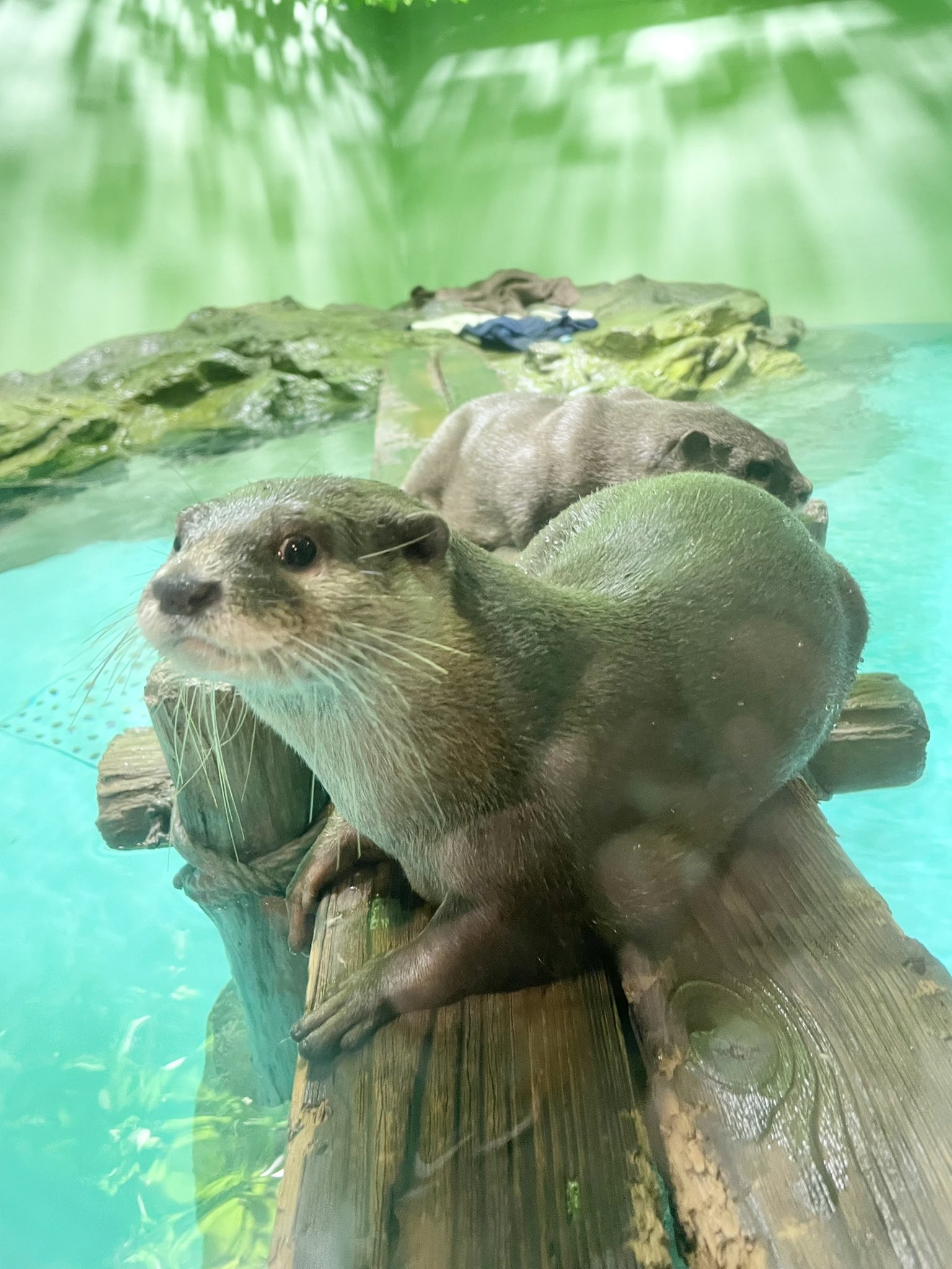 しながわ水族館 Shinagawa Aqua Twitter