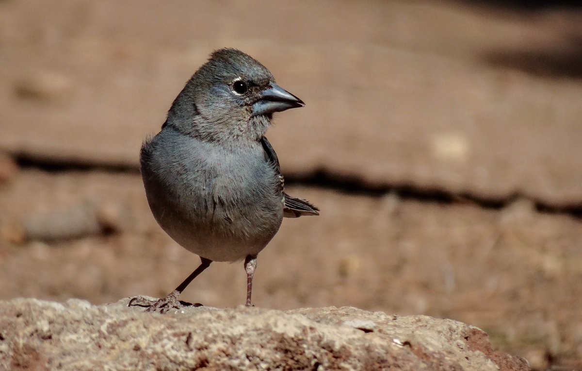AlejandroAlaman's tweet photo. That's a Blue Chaffinch (Fringilla teydea). I took this picture in Tenerife in 2017. It was considered considered the only Fringilla species endemic in Canary Islands until 2016, when Blue Chaffinch from Gran Canaria was suggested as different species: F. polatzeki ⬇️ https://t.co/CNsziwqa4M
