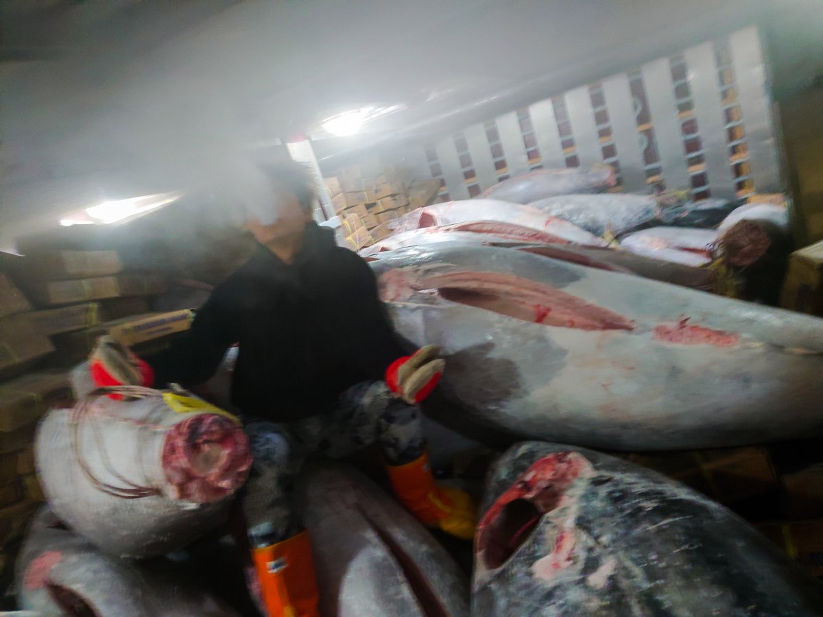 surffuki's tweet photo. クロマグロ漁がようやく終わった。
63㌧無事に釣り、これからスペインのカナリア諸島に行く！

－60度の巨大冷凍庫。
見た目バイオハザード。

刺身や胃袋や肝臓などいっぱい美味いところがある。マグロは捨てるとこないってゆうもんな！ https://t.co/aTpUWThesR