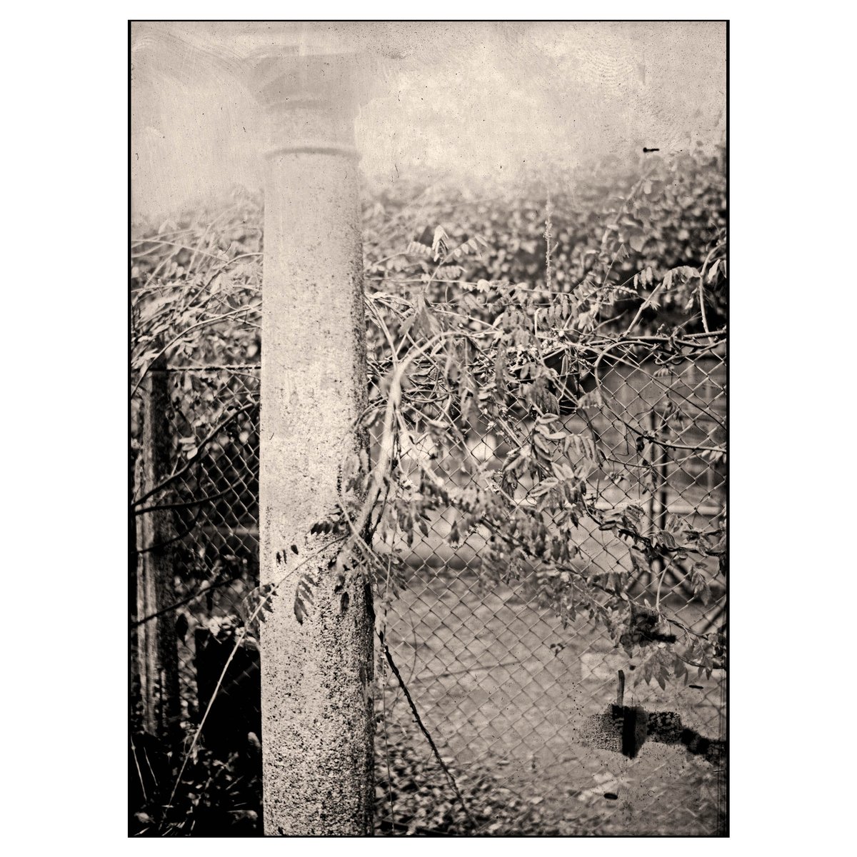 leobellandi's tweet photo. #papernegative #talbotype #calotype #alternativephotographyprocess #lbdcfoto #lbdcping #vintagephotography #foldingcamera #4x5 #fotografiaanalogica #analogphotography #analogcamera #calotipia #argentique #photographie #fotografie #pictorialismo #pictorialism #pittorialismo #bnw https://t.co/9180RIif99