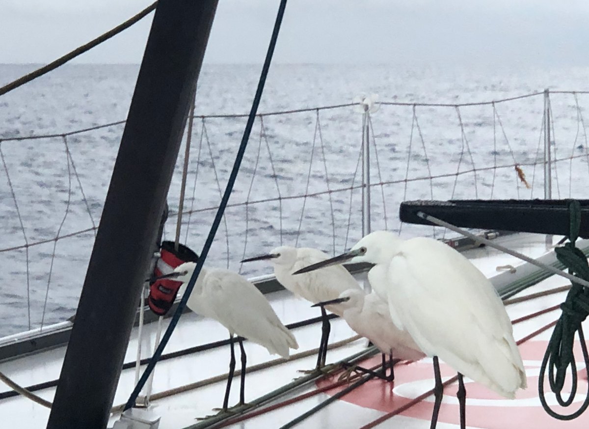 arihuusela's tweet image. "Haikaroiden jalat eivät pidä märällä kannella, joten ne liukuvat aina kallellaan olevan Starkin alareunaan kvelläkseen sieltä takaisin kohollaan olevaan laitaan. Ja pian taas uudestaan." 
#tahdollamaailmanympäri s. 178
@reijoruokanen  @OtavanKirjat  #vg2020