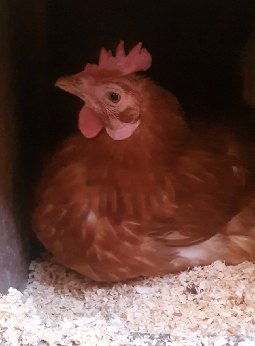 giveahenahome's tweet photo. WE DID IT!! 🥳

It doesn't just take a rescue organisation to save these girls, it takes a caring community. ❤

So again thank you to each and everyone of you who played a part however big or small.

That's it for rehoming this year! Now time to reflect and recharge.

#savehens https://t.co/F7A2ii9SOP