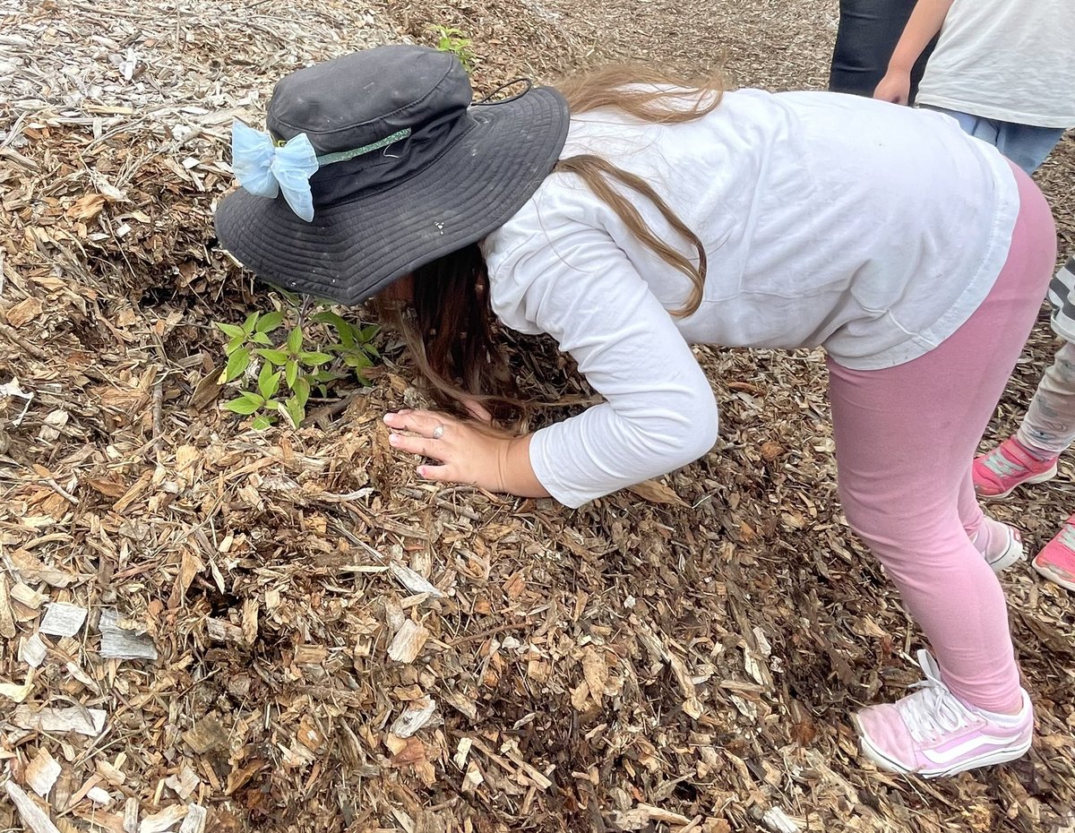 Luci_May11's tweet photo. We spent some quiet time in our permaculture garden today reading this beautiful book. It encouraged us to explore the world around us using our senses, being mindful and making connections to self 💚🍍🌿 #teampreschool #mindfulness #permaculture #pineapplemint https://t.co/Bt2uaZynZe