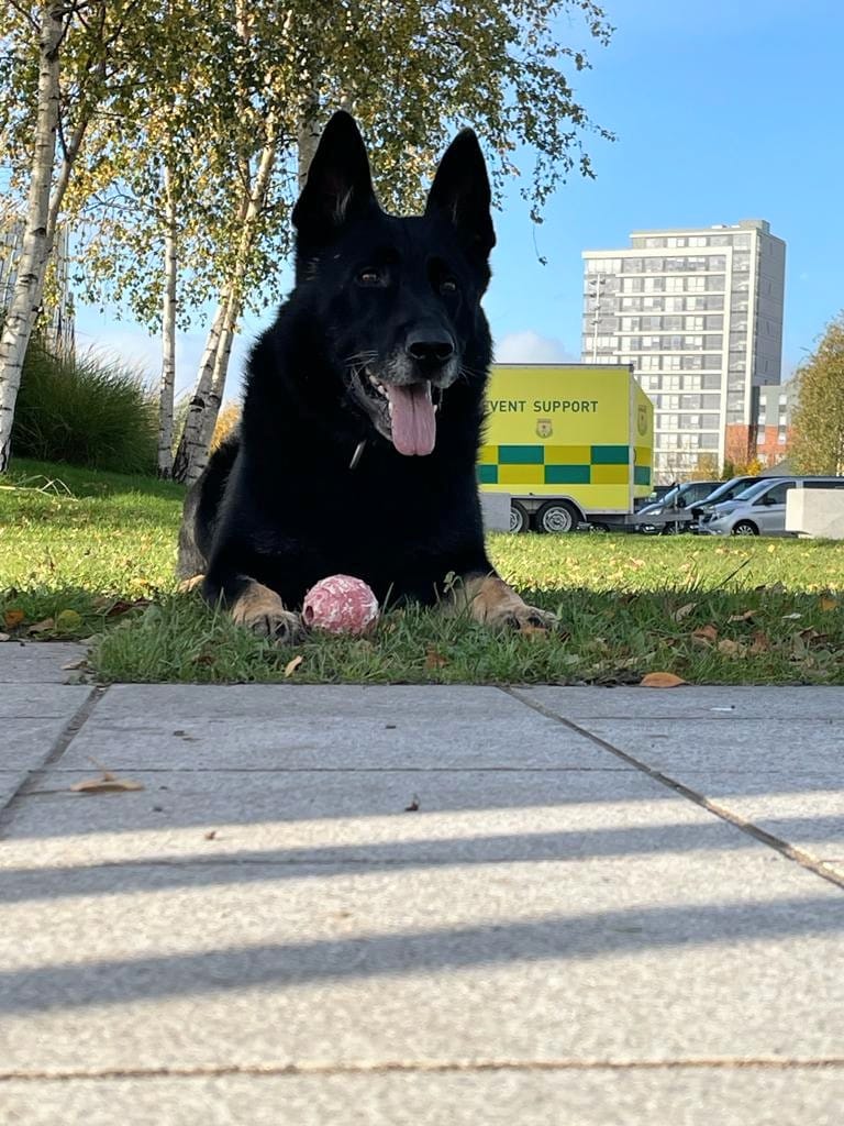 PSOSDogs's tweet image. #PDBodie assisted his colleagues in Ayrshire after a disturbance involving weapons. Bodie’s award winning bark and his colleagues tactical communication’s persuaded two to give themselves up. 
#TeamWorkMakesTheDreamWork
#TwoArrested 🐾👮‍♀️🚓
