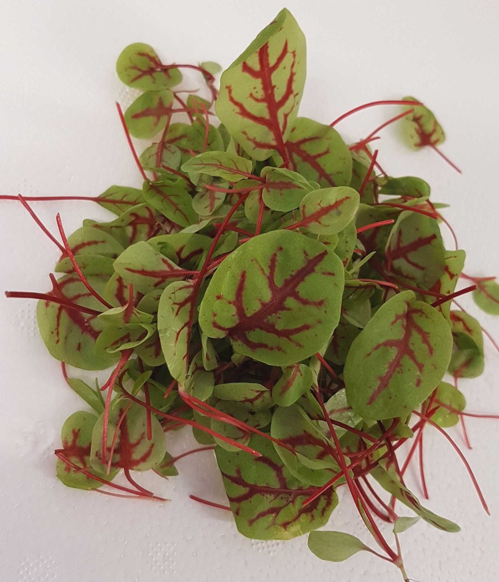LettUsGrow's tweet photo. Today's #croplight is on red veined sorrel - it tastes as good as it looks! With hints of lemon, add it to a salad mix for a tangy twist.
Learn more about how we grow crops with minimal environmental impact: https://t.co/tZF7Fd14tg
#verticalfarming #indoorfarming #aeroponics https://t.co/Sl40oOz7vo
