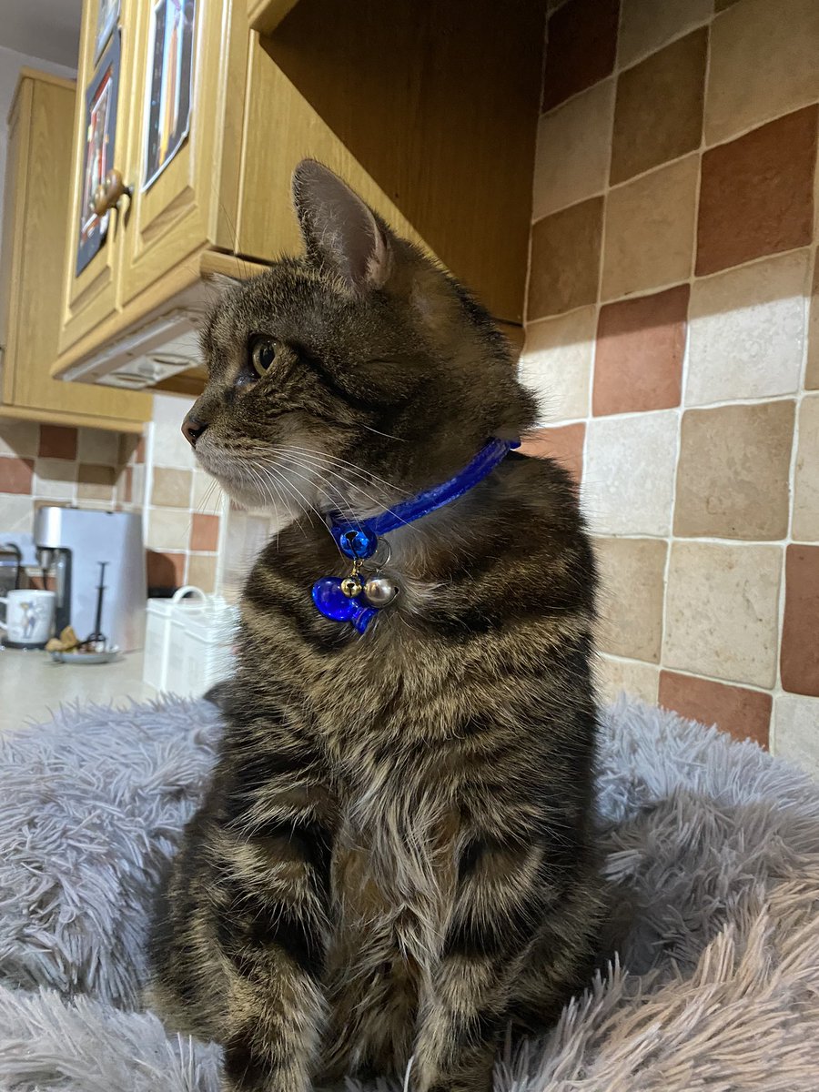 TheVicarageCat's tweet image. It’s my birthday and I am 16 years old!  Here I am showing off my birthday collar from mum and grandad! I’ve had cards and presents from my Twitter friends too. Thank you so much, I feel very blessed and special. Thank news!