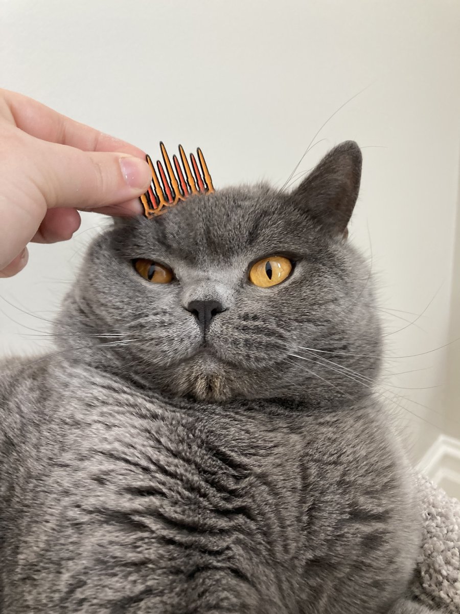 textpubYA's tweet photo. You can even use the crown enamel pin if you’ve been lucky enough to snag one of those like Royce here.
(Royce was thrilled to be participating in a campaign that honoured his true position as royalty, if slightly disgruntled he had to wake up to participate.)
#YAReadalong https://t.co/pGRT99zwby