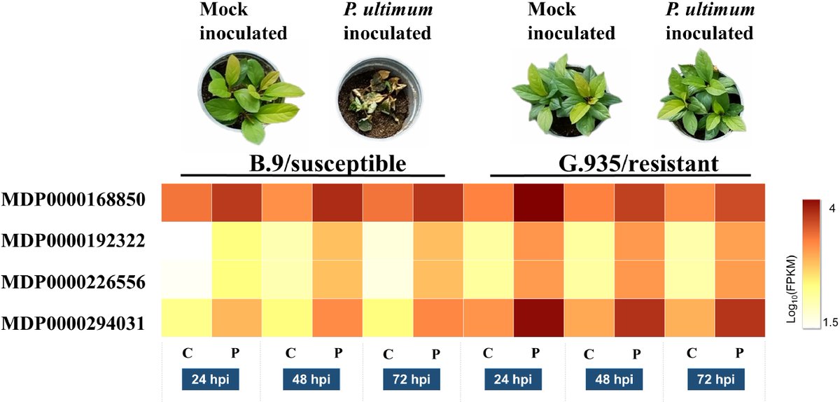 FruitResearch's tweet photo. The genotype-specific laccase gene expression and lignin deposition patterns in apple root during Pythium ultimum infection
https://t.co/Blfcuu6pSb
#FruRes #Fruit https://t.co/0IHGeDSdMZ