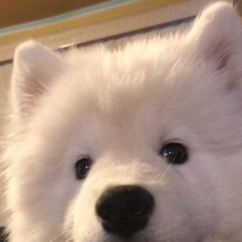 puppy_cutie_j's tweet photo. 궁금한게 많은
강아디의
눈
U ´ᴥ` U https://t.co/PJ8jTKu6zr