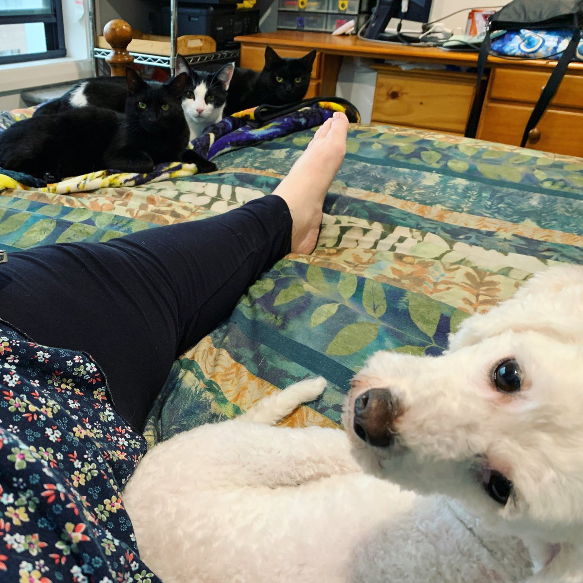 mimbles's tweet photo. The disapproval of cats. #cuddlebugkiri #sebastianaral #jarvisgaleni #matildaekaterin https://t.co/LeVetSaArh