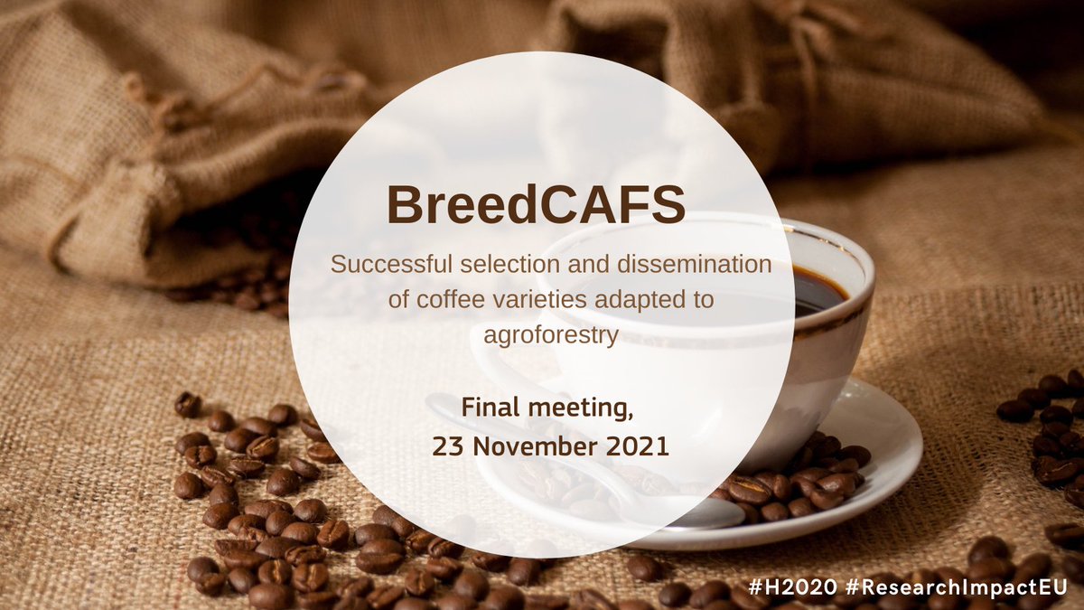 Today, our #H2020 project <a href="/Breedcafs/">Breedcafs</a> is presenting its final results on sustainable #coffee production🙌

👉Hybrid varieties of Arabica🌱☕️can compensate productivity losses in #agroforestry
👉Investments are🔑for hybrid seeds adoption/dissemination

Join➡️bit.ly/3FDpvPU