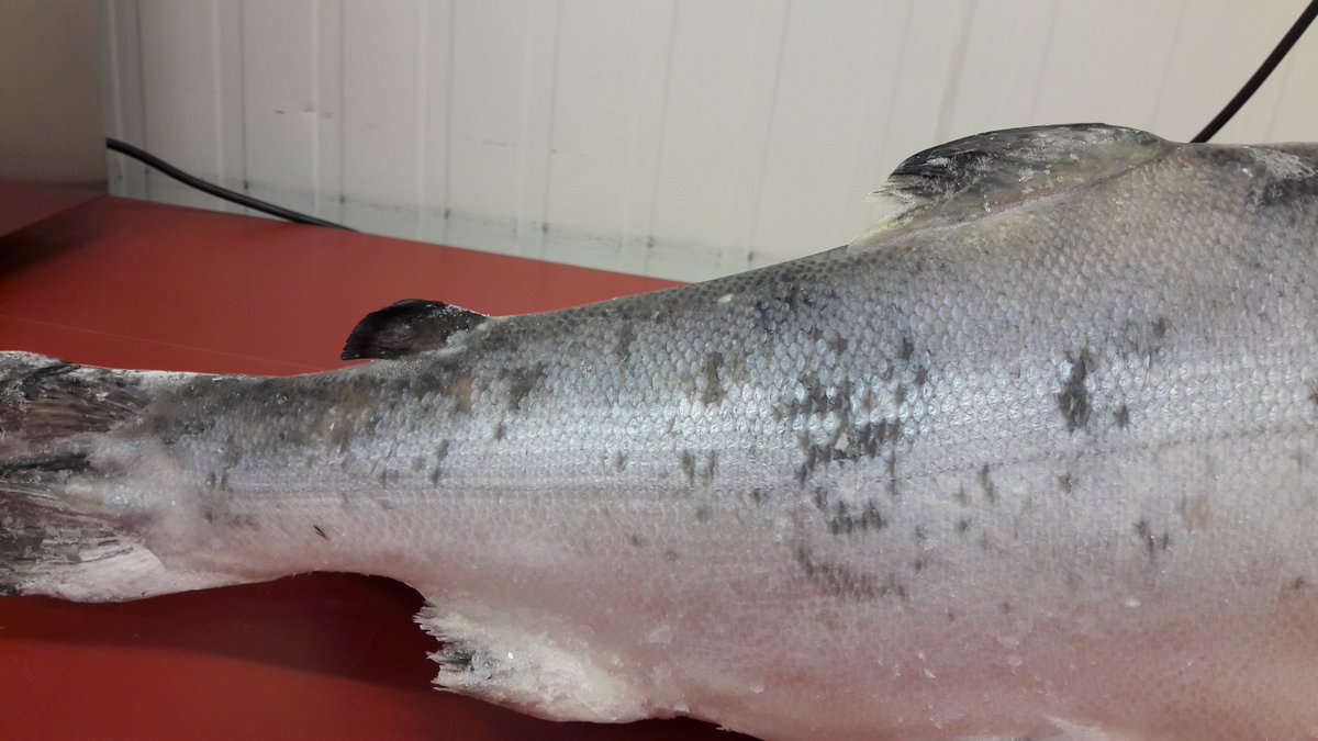 NVWA_Import's tweet photo. In de foto atlantische #zalm (Salmo salar) is verwant aan de #zeeforel (Salmo trutta trutta) Zeeforel is te onderscheiden o.a. door #vinnen: de vetvin van de zeeforel is steviger, kleiner en dikker. De staartvin is iets minder gevorkt. #overeenstemming #importkeuring #viskennis https://t.co/GWGyvpGl9g