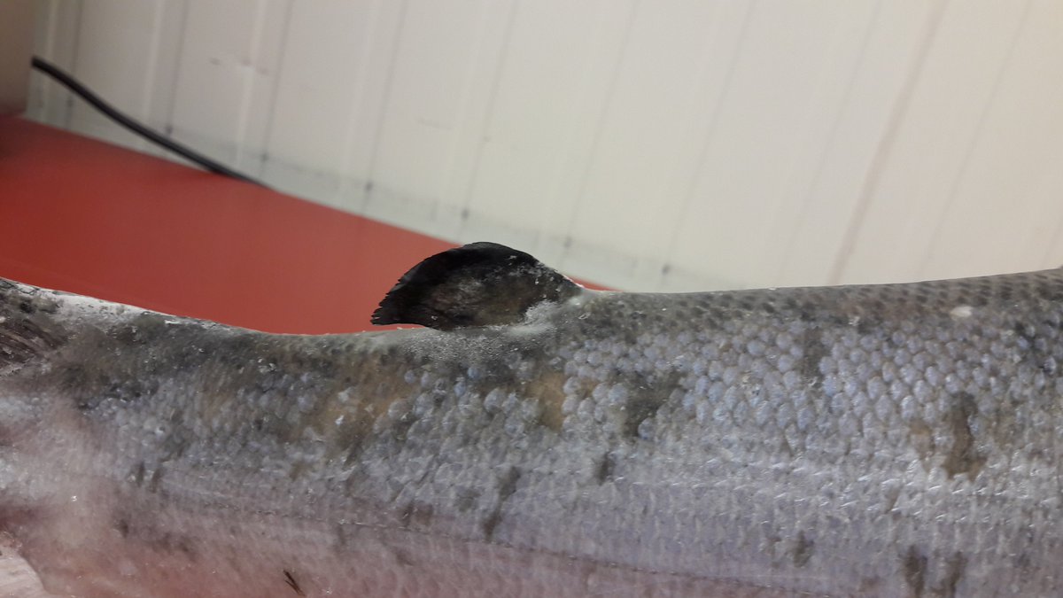 NVWA_Import's tweet photo. In de foto atlantische #zalm (Salmo salar) is verwant aan de #zeeforel (Salmo trutta trutta) Zeeforel is te onderscheiden o.a. door #vinnen: de vetvin van de zeeforel is steviger, kleiner en dikker. De staartvin is iets minder gevorkt. #overeenstemming #importkeuring #viskennis https://t.co/GWGyvpGl9g