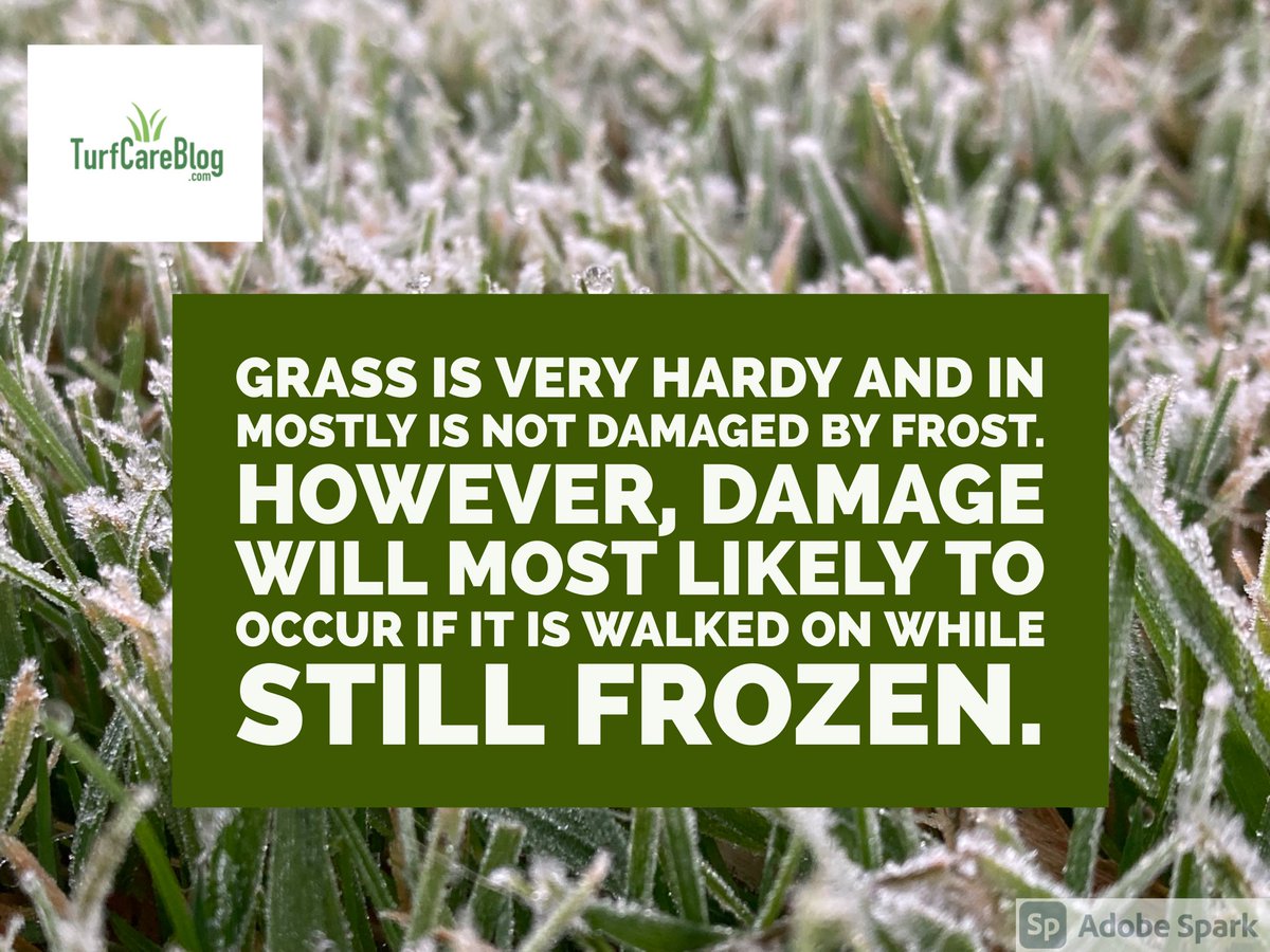 turfcareblog's tweet photo. #keepofthegrass if you can.Till water particles are present on the leaf, rather than ice particles .
#groundsman #groundsperson https://t.co/xmJ1R2vjCE