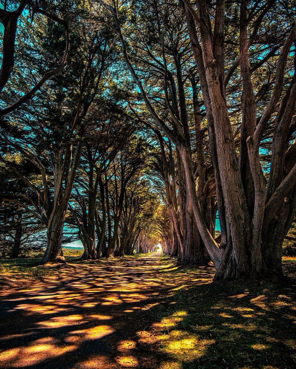 TodaysCali's tweet photo. Point Reyes 
Todays California Photo! - by nickyp_pics

#earthscope #voyaged #wildcalifornia #folkscenery #nature_wizards #renegade_rural #shotzdelight #naturebrilliance #wanderfolk #depthsofearth #depthobsessed #pointreyes #nationalparkgeek #nationalparks #usaprimeshots https://t.co/SEzCWe1adq