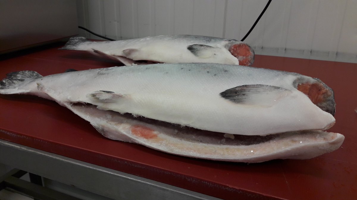 NVWA_Import's tweet photo. In de foto atlantische #zalm (Salmo salar) is verwant aan de #zeeforel (Salmo trutta trutta) Zeeforel is te onderscheiden o.a. door #vinnen: de vetvin van de zeeforel is steviger, kleiner en dikker. De staartvin is iets minder gevorkt. #overeenstemming #importkeuring #viskennis https://t.co/GWGyvpGl9g