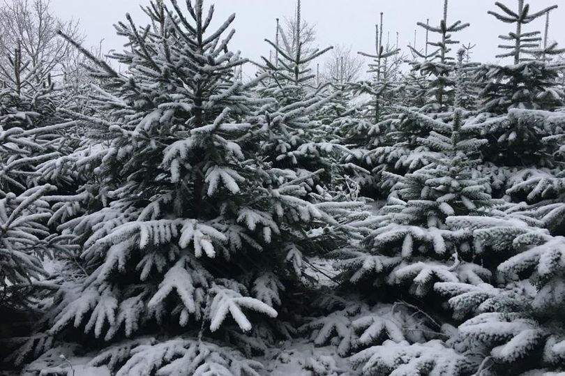 ClareNash20's tweet photo. Not using recycled paper?
Use this calculator to to see how much wood, water, CO2 and energy you will save by moving over:
https://t.co/xKtl2h5kUc
Just one 100% recycled ream of paper (500 sheets) saves about the equivalent of 2 6ft Christmas Trees!
#GreenerNHS #FBSH https://t.co/jsUOYKtY7L
