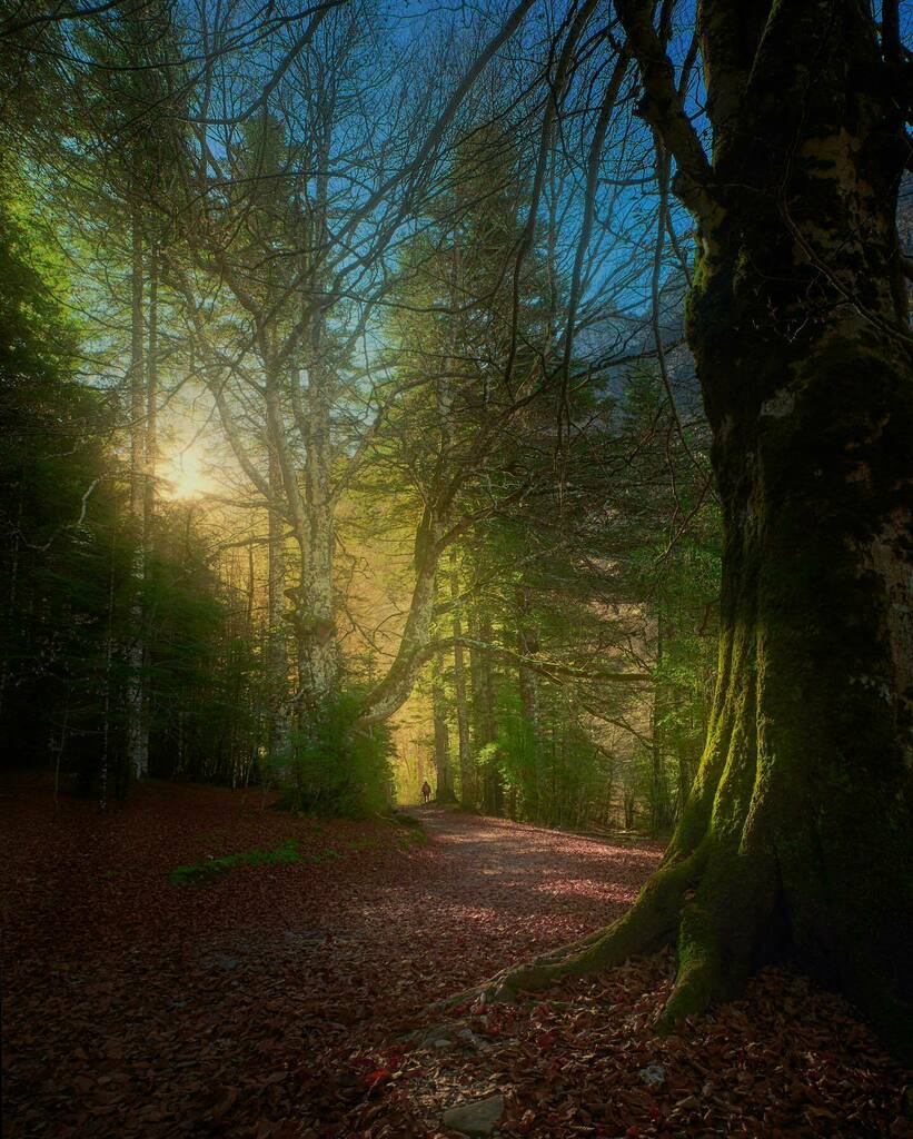 OskarinJ's tweet photo. Las primeras horas de luz suelen ser mágicas, empezábamos la ruta que nos llevaría a las gradas de Soaso y los primeros rayos de sol se colaban por la vegetación. #torlaordesa #torla #pirineos #rayosdesol #bosque #dreamforest #firstlights #greenforest #… https://t.co/rl49rmia2n https://t.co/NuzSIhRDeQ