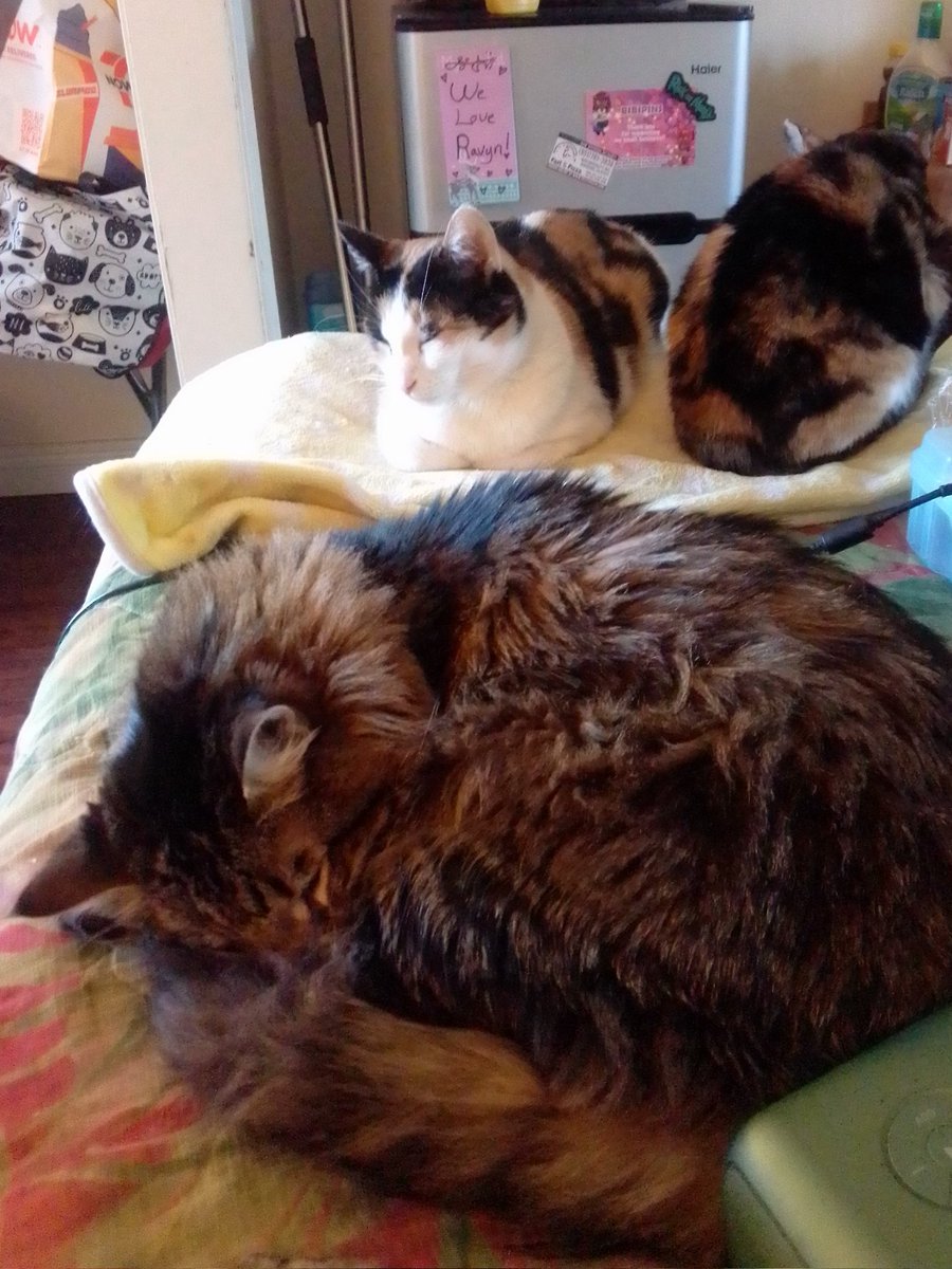 StardustChasm's tweet photo. Naptime. ๐
@RavynCascades
#CatsOfTwitter #RescueCats #Calico #Tortie #Ragdoll #HomelessWithCats #MotelLife https://t.co/xczox9f2C3
