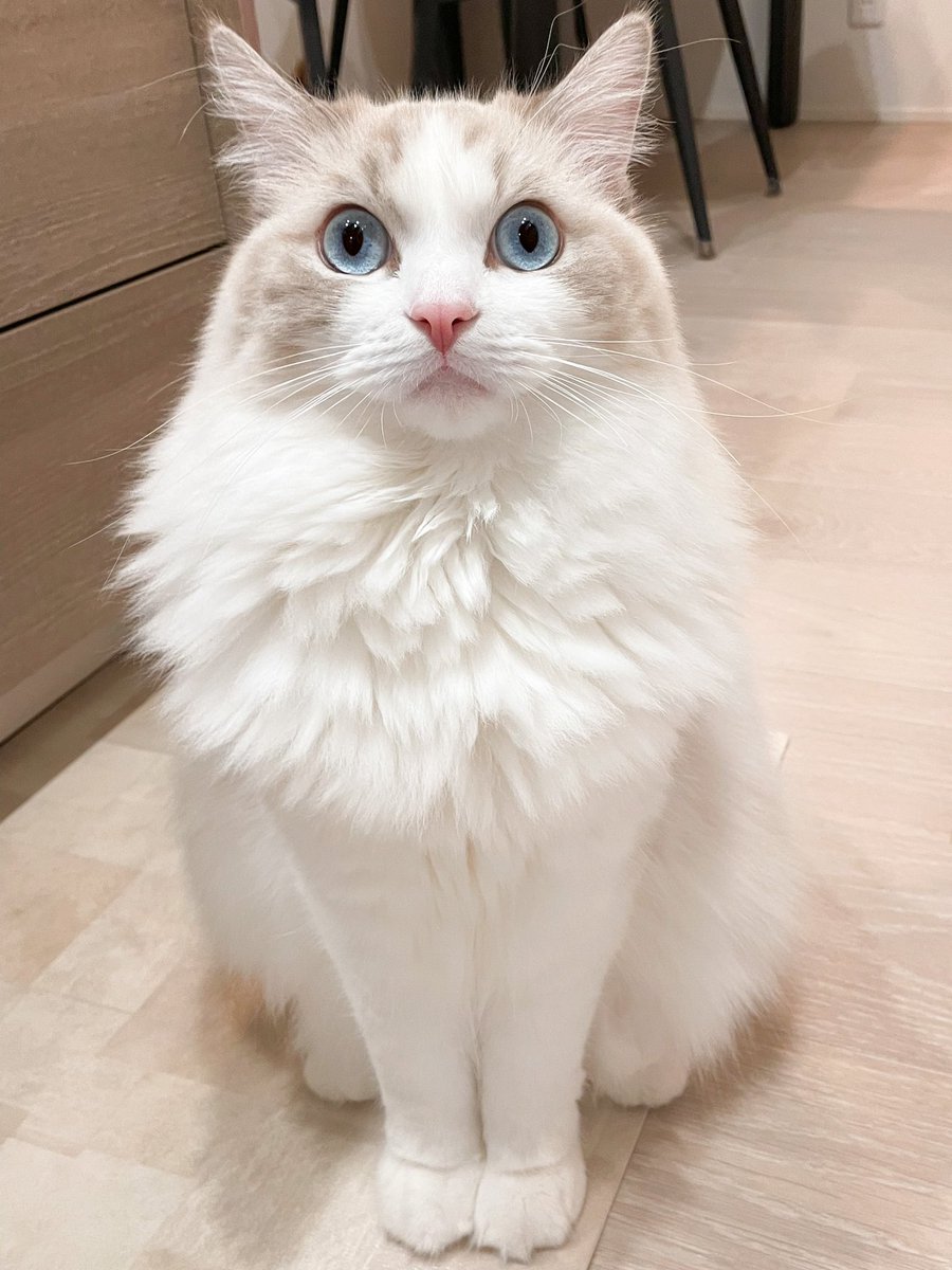 モデルのような美脚猫に 素敵 美しい など絶賛の声 おたくま経済新聞