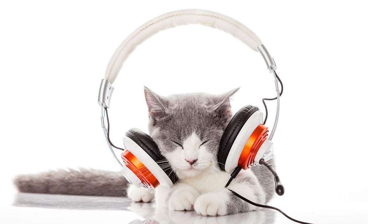 Mūsu kolēģe atkal lūdz jūsu palīdzību skaņu uztveres pētījumā. Ja latviešu valoda ir jūsu dzimtā valoda, aicinām jūs piedalīties aptaujā: ej.uz/5nos. Tā aizņems aptuveni 30 min; aptaujas laikā būs jānoklausās audioieraksti, tāpēc būs nepieciešamas austiņas.