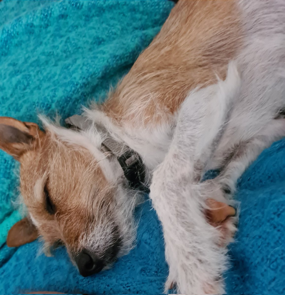 What does this picture of a sleepy dog have to do with TFT?!

Well... Nothing, but Rossi will be very disappointed if you don't come and watch tonight's episode in 45 minutes time!!

We have the incredible <a href="/choonga10/">choonga</a> on tonight's episode!

Watch live 🎥
twitch.tv/CutlerTFT