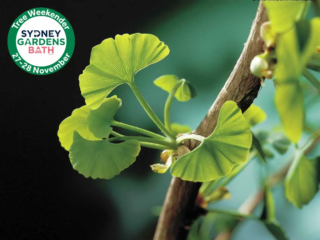 Have you woken up refreshed and ready to face the world? This Sunday <a href="/natural_mel/">Mel Sutton</a> gently guides us to a firmer connection with nature in a calming meditation.

Sun 28 Nov | 8.30am | Online
FREE 🎟 : buff.ly/3cyLJ99 🍃
#SydneyGardensBath #TreeWeekender Festival