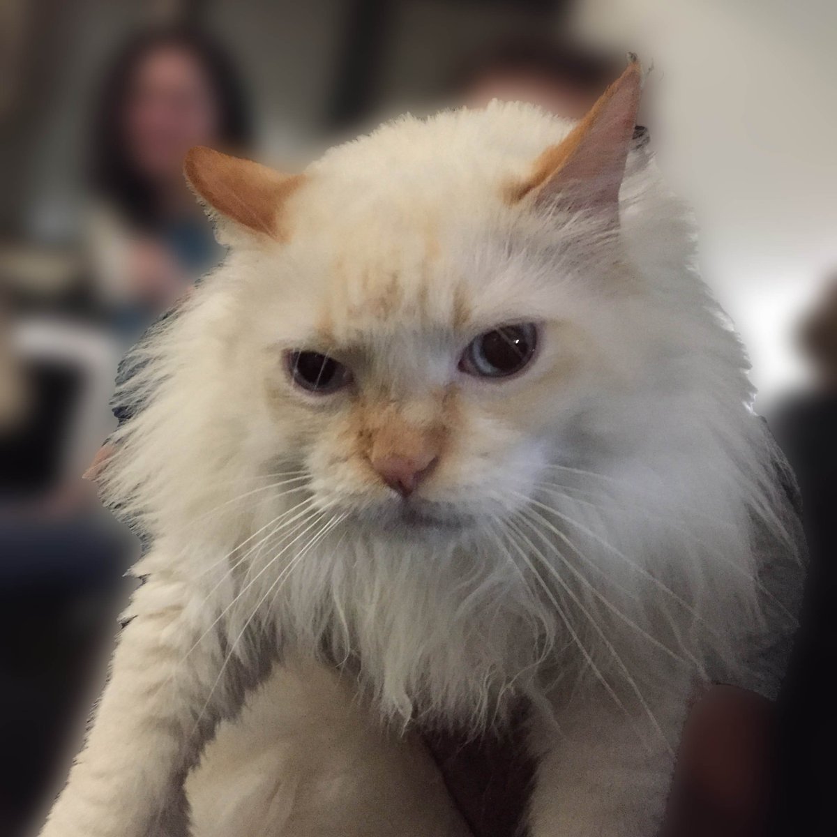 phesquisabel's tweet image. El gato Finn dice que fuck off.