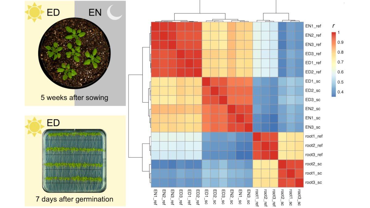 plamorf's tweet photo. 📢Out now! Tissue- and Daytime-Specific Single Cell Sequencing Profiles 🌱
Check out these PLAMORF results in @PlantPhys Accepted Manuscript!
#scRNAseq #arabidopsis #plantsci #RNA #RNAseq #circadian
https://t.co/BUFwNfvwtP https://t.co/nIZYvY7Ked
