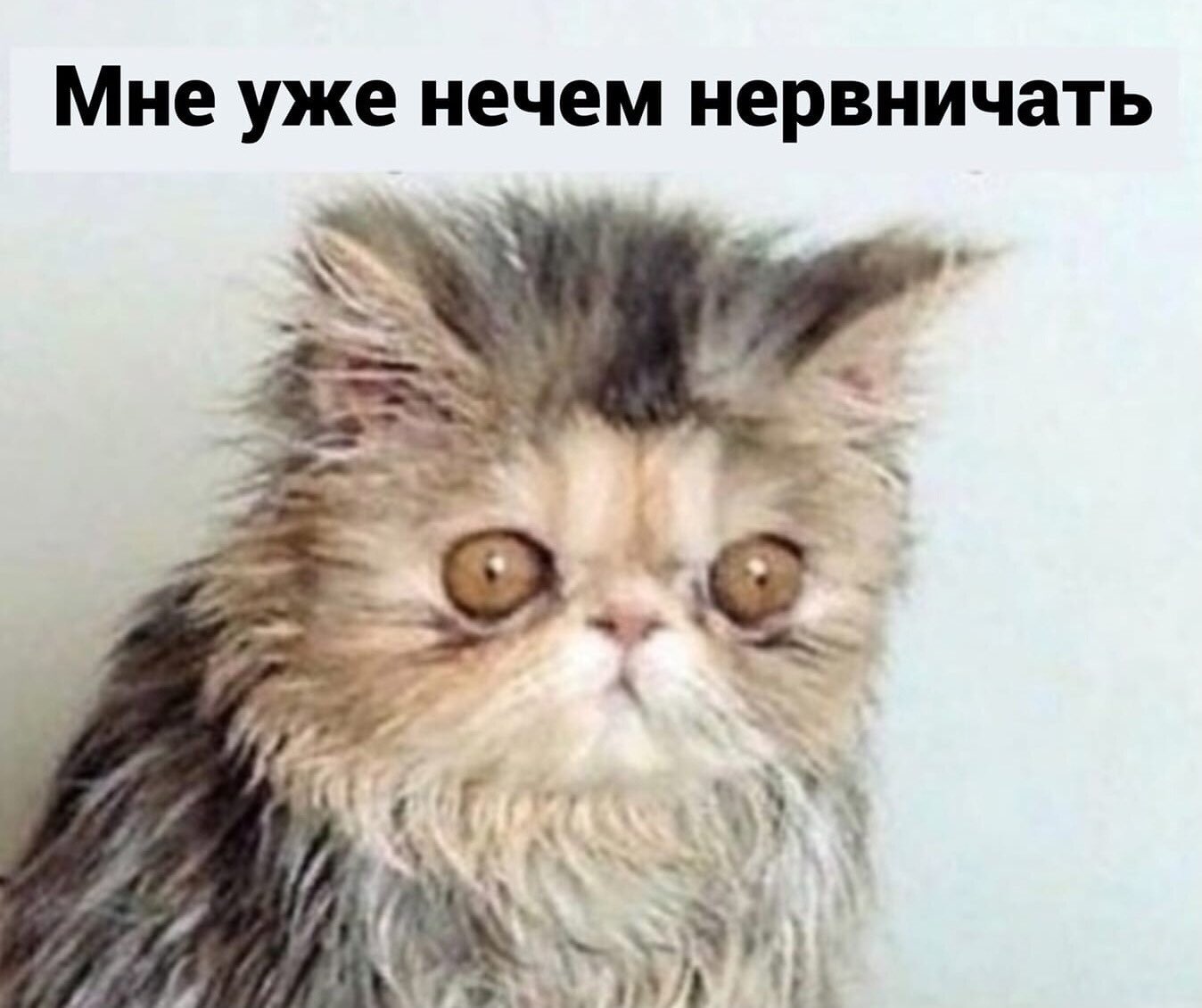 Взлохмаченный кот