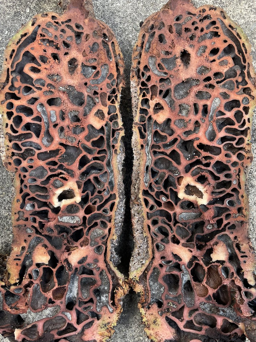 こちらもダメそうだったので切ってみた。素晴らしい造形…。この空洞は