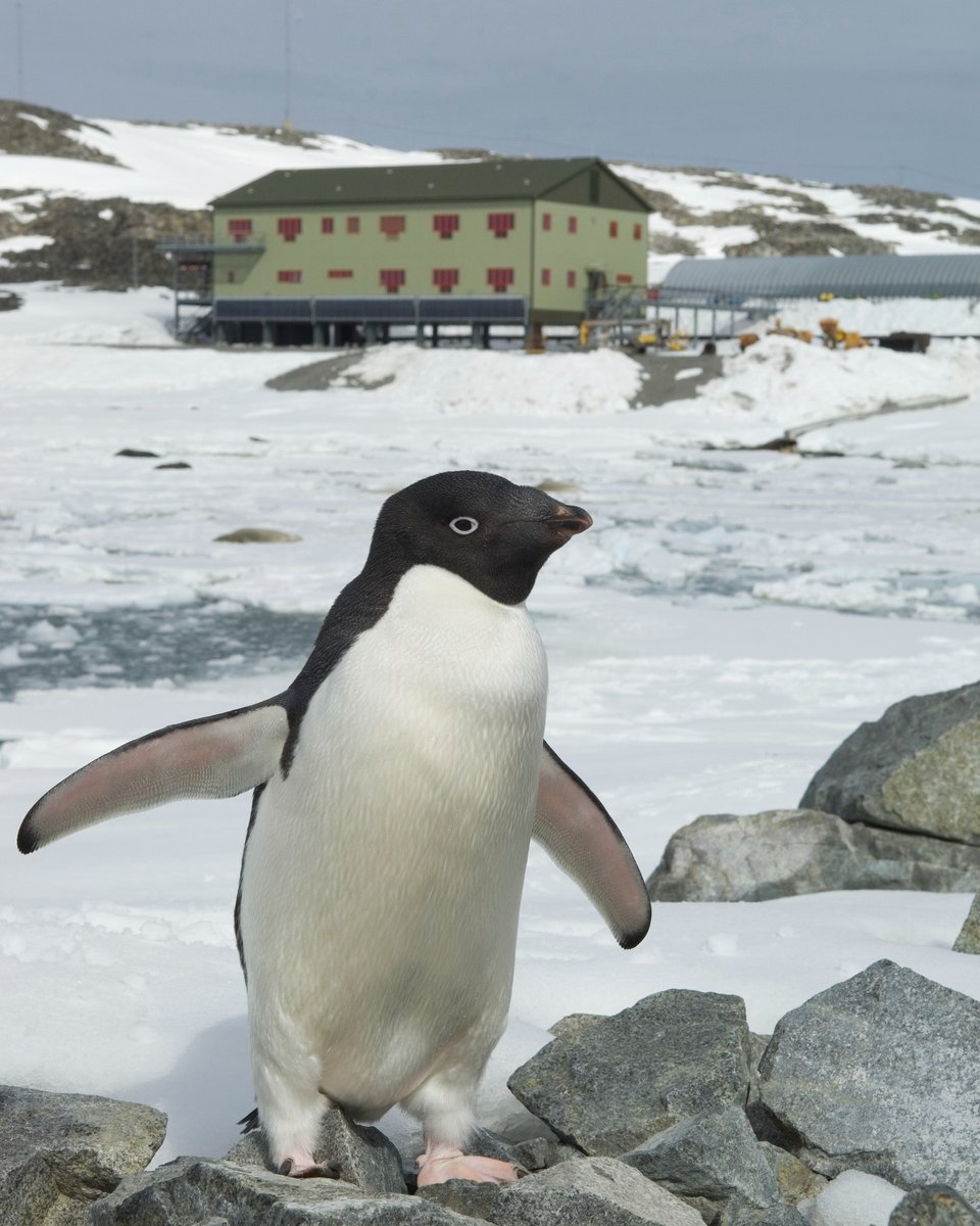 BAS_News's tweet photo. #Parents and #teachers, reminder children have til 5pm, 30 Nov, to submit their #Antarctic building designs! Download #PolarNetZero worksheet & enjoy a recording of our #COP26 schools’ event for inspiration: https://t.co/BwXcg1Rgwf
@BAMNuttall @HBA_London @NERCscience @UKRI_News https://t.co/dM7xrcEJ21