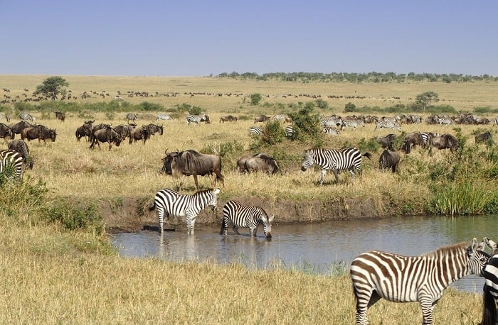 StarMount Safaris tweet media
